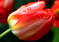 Red Tulip closeup