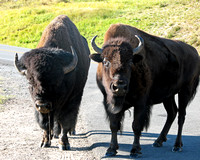 Breakfast with the bison