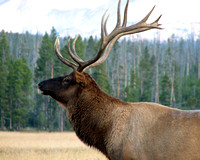 Bull Elk
